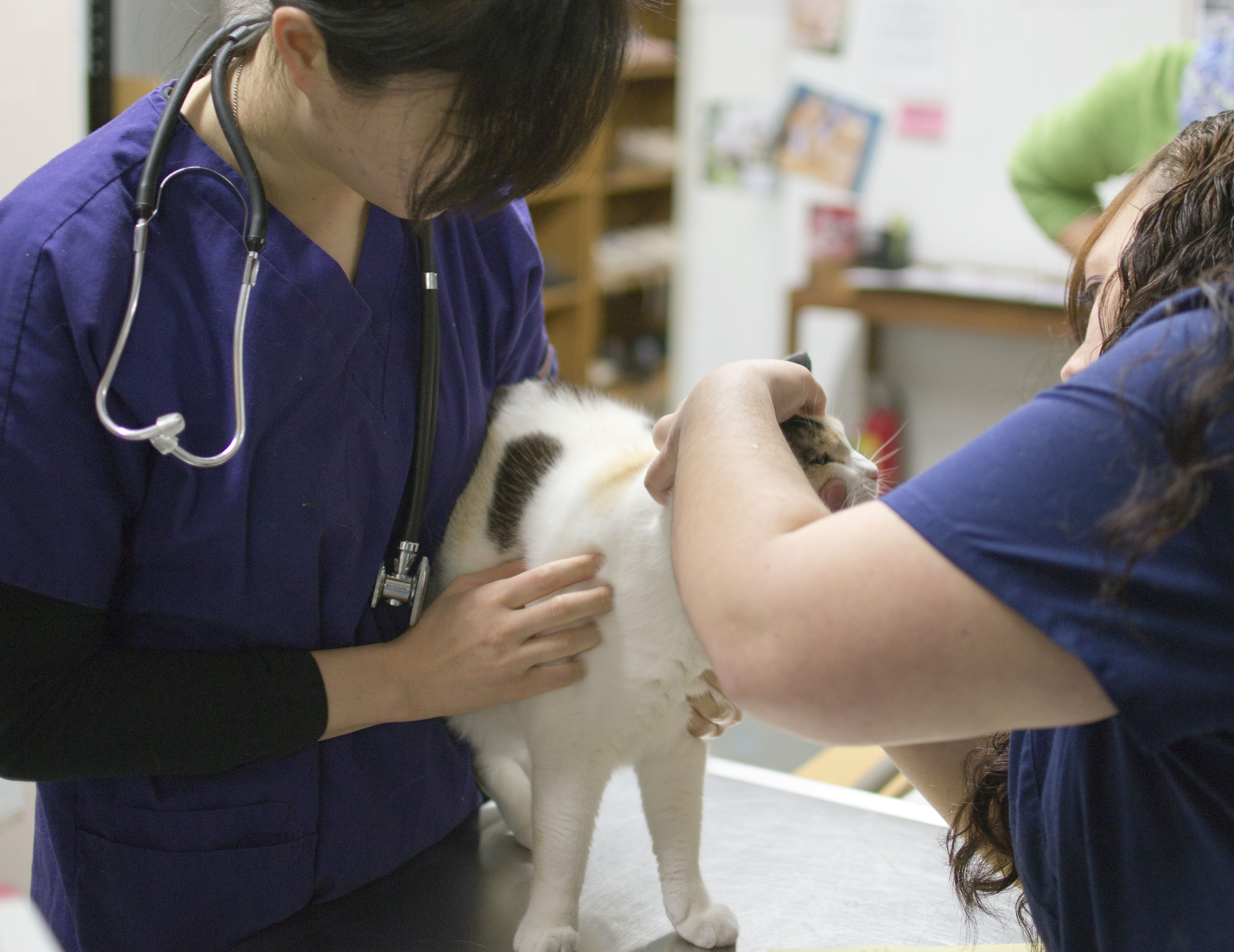 Willamette Valley Animal Hospital